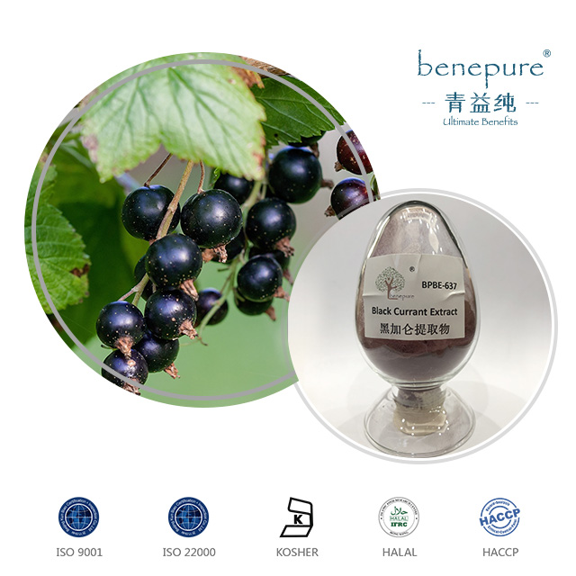 Black Currant Extract CAS：4852226 Benepure Pharmaceutical Co., Ltd